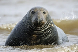 Grey Seal - bull emerging from sea Grey Seal - bull emerging from sea