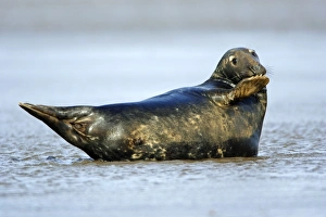 Grey Seal - bull resting in shallow sea water Grey Seal - bull resting in shallow sea water