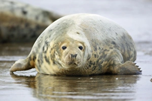 Grey Seal - cow emerging from sea Grey Seal - cow emerging from sea