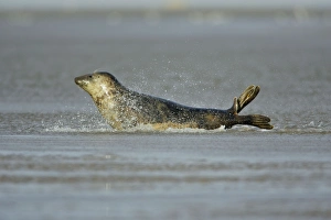 Grey Seal - cow gliding through shallow sea water Grey Seal - cow gliding through shallow sea water