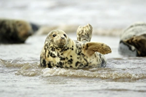 Grey Seal - cow lying in surf Grey Seal - cow lying in surf