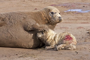 Grey Seal - cow on a sandy beach with flipper resting on head of new born calf Grey Seal - cow on a sandy beach with flipper resting on head of new born calf