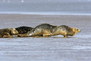 Grey Seal - cows emerging from the sea onto sand-bank Grey Seal - cows emerging from the sea onto sand-bank