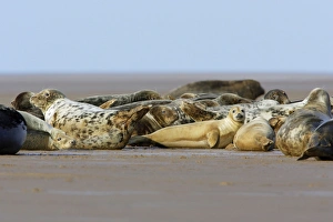 Grey Seal - herd basking on sand-bank Grey Seal - herd basking on sand-bank