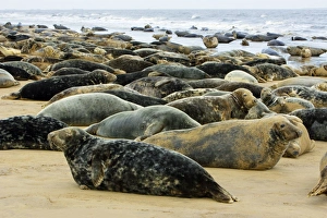 Grey Seal - herd resting on sand-bank Grey Seal - herd resting on sand-bank