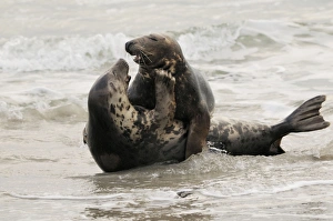 Grey seal - male and female playing in mating season Grey seal - male and female playing in mating season