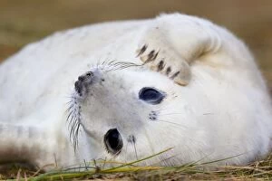 Images Dated 20th November 2010: Grey Seal - Pup