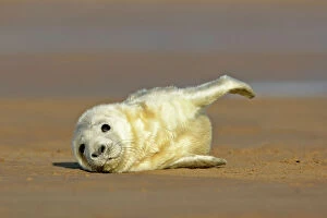 Grey Seal - pup lying on sand bank stretching its fin