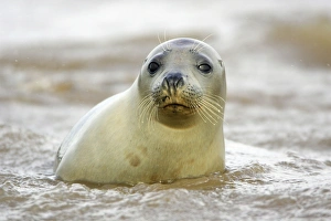 Grey Seal - young cow emerging from sea Grey Seal - young cow emerging from sea
