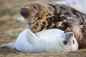 Images Dated 20th November 2010: Grey Seals - adult with pup