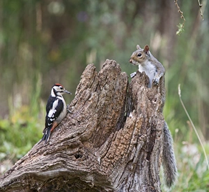 Grey Squirrel - and Great Spotted Woodpecker (Dendrocopos major) - on dead tree stump Grey Squirrel - and Great Spotted Woodpecker (Dendrocopos major) - on dead tree stump