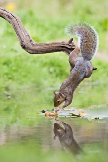 Grey Squirrel - taking nuts from surface of pond Grey Squirrel - taking nuts from surface of pond