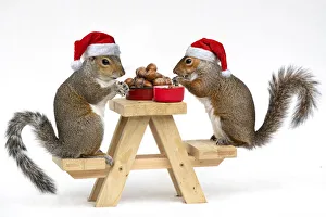 New images march 2022/grey squirrels little picnic bench eating nuts New images march 2022/grey squirrels little picnic bench eating nuts