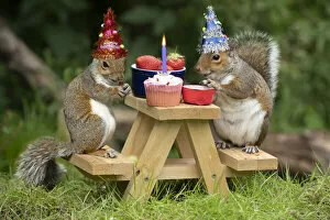 Digital Collection: Two Grey Squirrels on a mini picnic bench having a birthday party