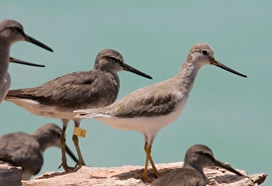 Grey-tailed Tattler and Terek Sandpiper (Tringa (Xenus) cinereus) Grey-tailed Tattler and Terek Sandpiper (Tringa (Xenus) cinereus)