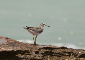 Grey-tailed Tattler - winter-plumaged bird with leg flag Grey-tailed Tattler - winter-plumaged bird with leg flag