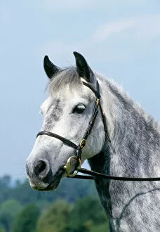 Pony Collection: Grey Welsh Pony