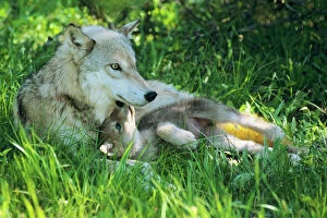 Carnivore Collection: Grey wolf (Canis lupus) mother with young pup lying in grass. June