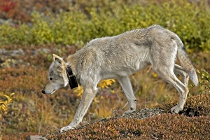 Grey Wolf - with radio collar, alpha female Grey Wolf - with radio collar, alpha female