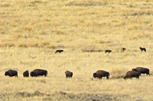 Grey Wolves - checking out herd of bison Grey Wolves - checking out herd of bison