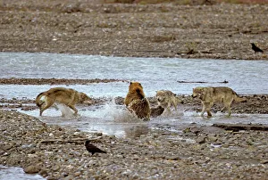 Grey Wolves confronting grizzly bear Grey Wolves confronting grizzly bear