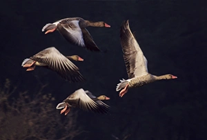Greylag Geese - Taking first flight in the morning Greylag Geese - Taking first flight in the morning