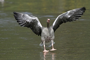Greylag Goose - gander chasing off arrival - with wings and mouth open Greylag Goose - gander chasing off arrival - with wings and mouth open