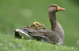 Greylag GOOSE - with goslings Greylag GOOSE - with goslings