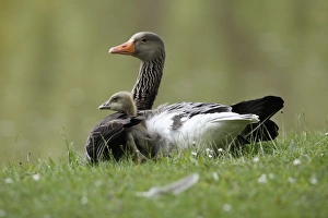 Greylag Goose - parent bird sheltering gosling from cold Greylag Goose - parent bird sheltering gosling from cold