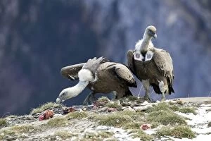 Images Dated 16th November 2004: Griffon Vulture -feeding on offal on cliff ledge, November, Pyrenees, Spain