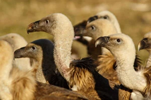 Gyps Fulvus Gallery: Griffon Vulture - group on field - Castilla Leon, Spain