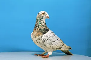 Grizzle Pigeon - male, domestic shoe breed
