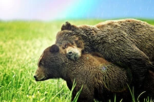 Rainbows Gallery: Grizzly Bear