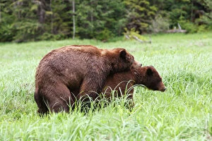 Images Dated 4th June 2008: Grizzly Bear - pair mating. Khuzemateen Grizzly Bear Sanctuary - British Colombia - Canada