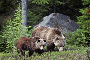 Grizzly Bear - sow with yearling cub Grizzly Bear - sow with yearling cub