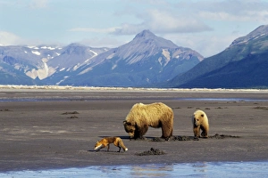 Grizzly Bears - Sow with yearling cub -digging razor clams on beach facing Shelikof Grizzly Bears - Sow with yearling cub -digging razor clams on beach facing Shelikof