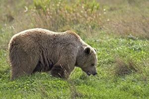 Images Dated 2nd October 2004: Grizzly Brown Bear
