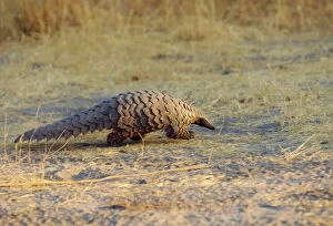 Images Dated 28th September 2007: Ground Pangolin Botswana Africa