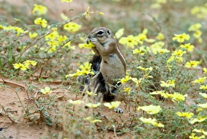 Ground Squirrel feeding on dubbeltjie flowers Ground Squirrel feeding on dubbeltjie flowers
