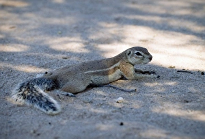 Ground squirrrel offloading body heat through belly by lying on cool sand in shade Ground squirrrel offloading body heat through belly by lying on cool sand in shade