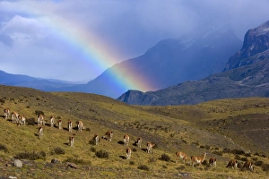 Guanaco - big herd grazing on grassy slopes under a rainbow in front of Cuernos del Paine massif Guanaco - big herd grazing on grassy slopes under a rainbow in front of Cuernos del Paine massif