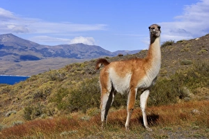 Guanaco - single big adult bull standing on grassy slope looking about Guanaco - single big adult bull standing on grassy slope looking about