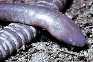 Images Dated 6th July 2009: Guatemalan caecilian Guatemala to Mexico