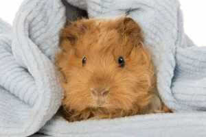 Images Dated 27th January 2009: Guinea Pig Digital Manipulation: filled gap in blanket to left