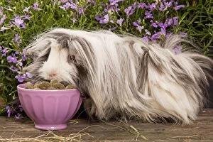 Images Dated 17th June 2000: Guinea Pig - eating dried food from bowl