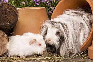 Images Dated 17th June 2000: Guinea Pig - two in garden setting in flowerpots