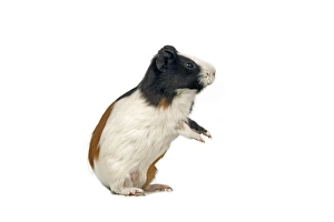 Guinea Pig - Standing on hind legs Guinea Pig - Standing on hind legs