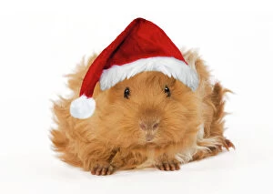 Images Dated 27th January 2009: Guinea Pig - in studio wearing Christmas hat Digital Manipulation: Hat (Su)