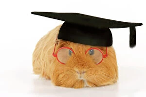 Guinea pig wearing glasses and mortar board