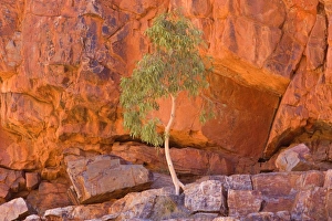 Gum Tree growing in rock wall - a small gum tree backlighted by sunlight Gum Tree growing in rock wall - a small gum tree backlighted by sunlight